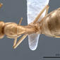 Camponotus fedtschenkoi (antweb1008054) dorsal