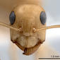 Camponotus fedtschenkoi (antweb1008054) head