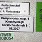 Camponotus fedtschenkoi (antweb1008054) label
