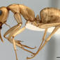 Camponotus fedtschenkoi (antweb1008054) profile